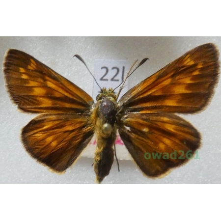 Ochlodes sylvanus (Esper, 1777) Czech22l